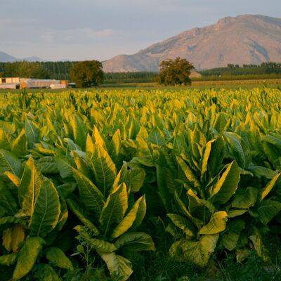 Tobacco plants