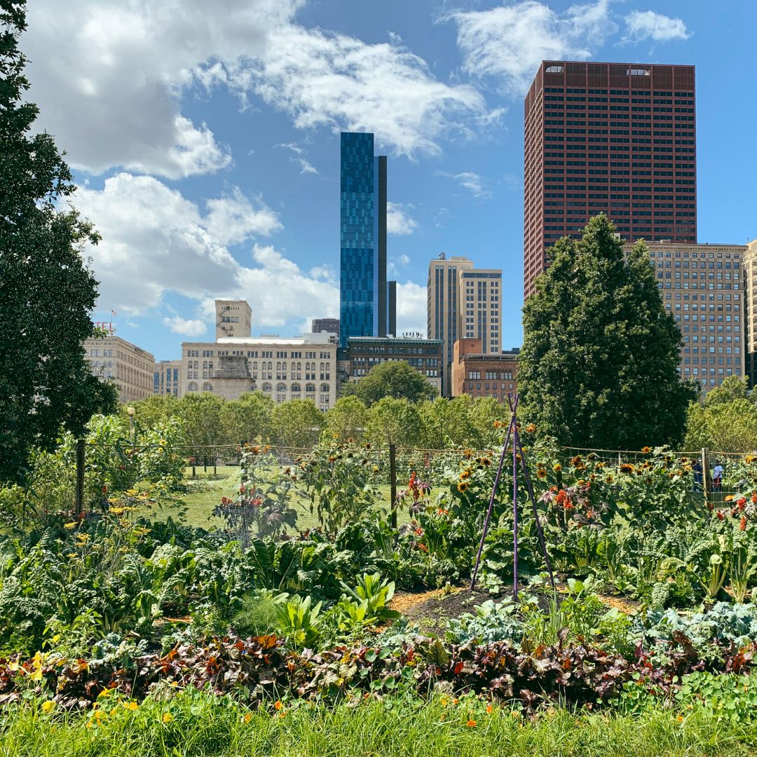 Urban garden