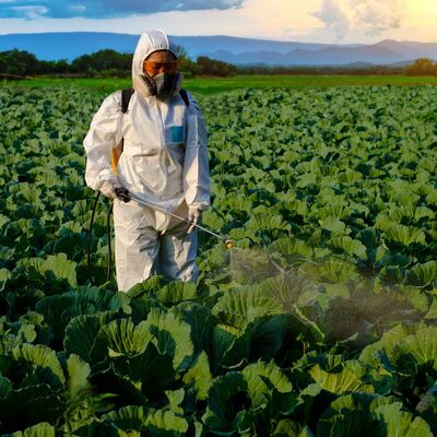 Worker spraying fertilizer in field of crops
