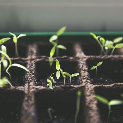 New plants sprouting