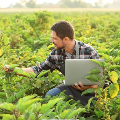 Agronomist in a crop field holding a laptop and examining a crop