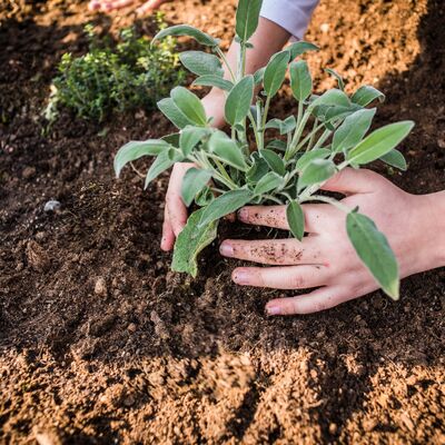 A pair of hands putting a plant in the ground
